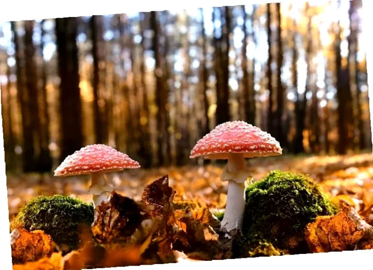 hoeveel dagen tot Herfst